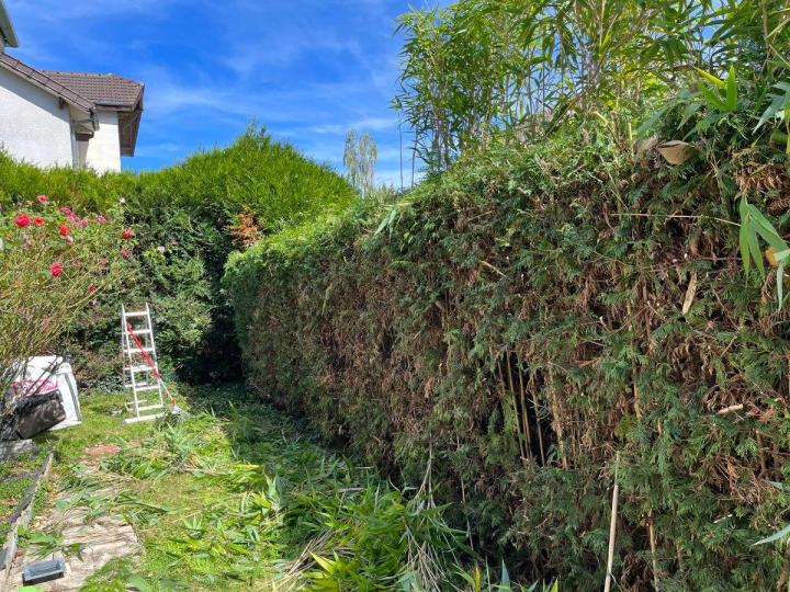 Élagage abattage d'arbre Chelles